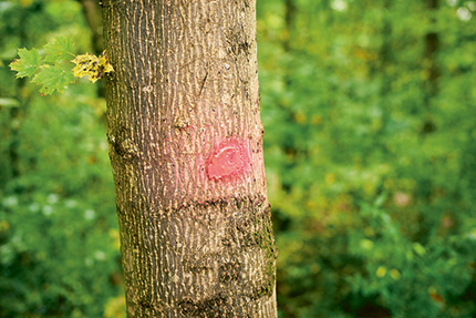 Hier wird gefällt. Der Wald in den Langen Erlen wird bewusst jung gehalten.