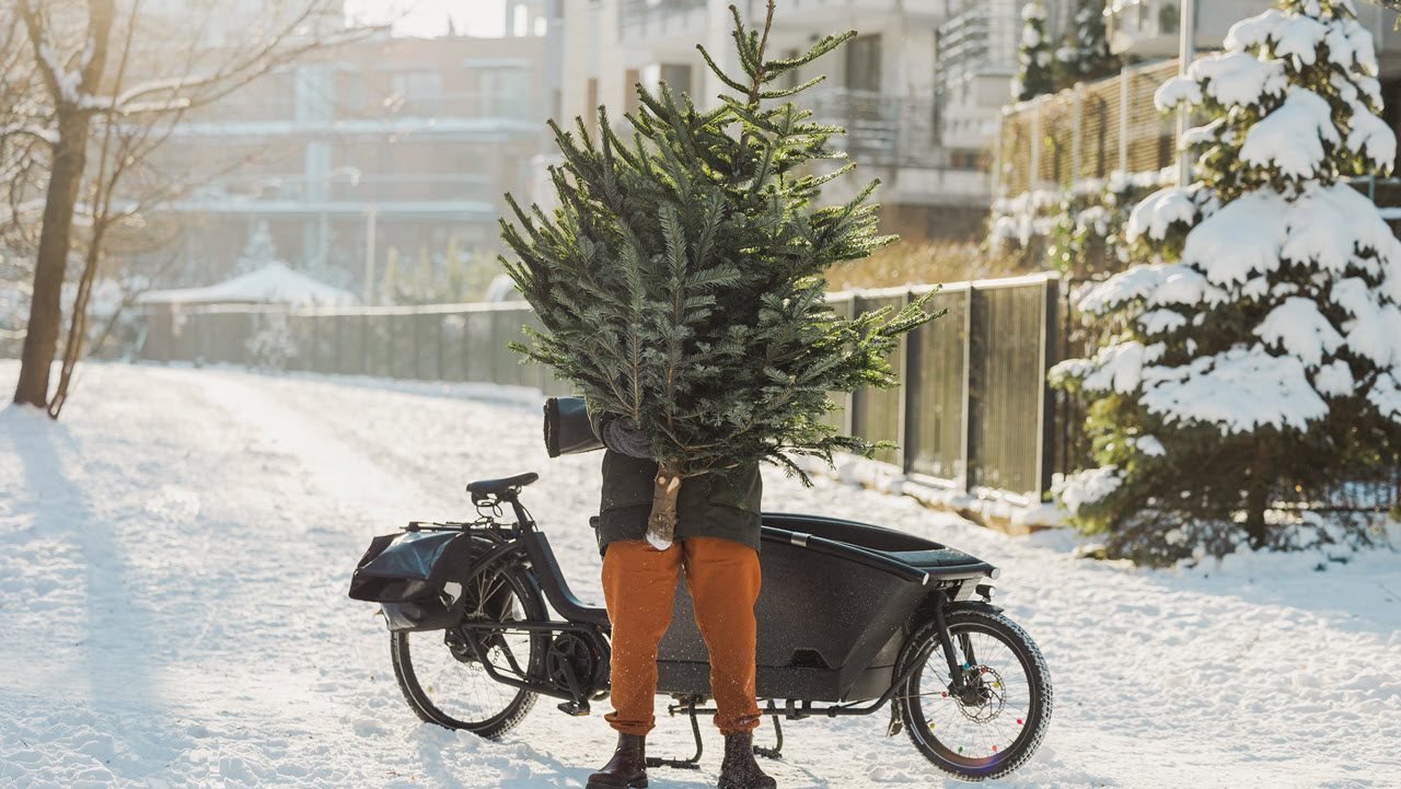 Eine Person transportiert einen Weihnachtsbaum mit einem Lastenvelo.