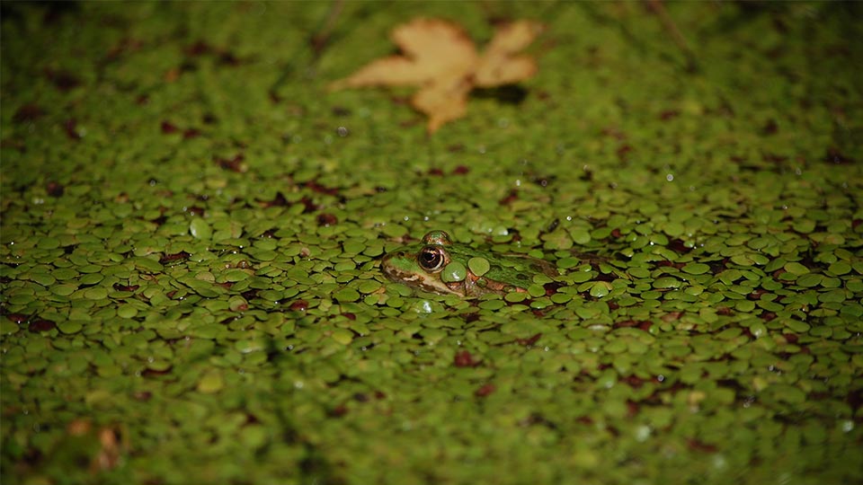 Grüner Frosch schwimmt im Teich